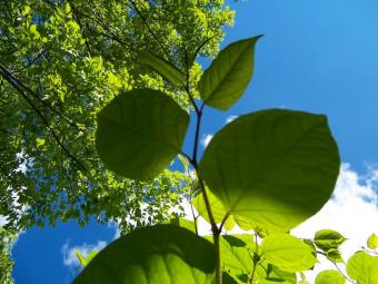 japanese knotweed angus macaskill 1