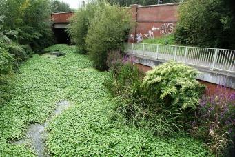 floating pennywort simon mortimer