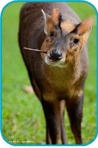 muntjacdeer animaisfotos