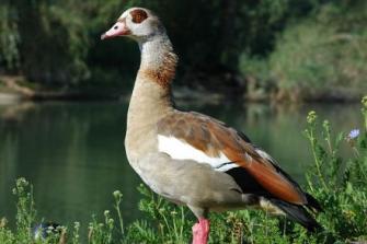 egyptian goose vera buhl