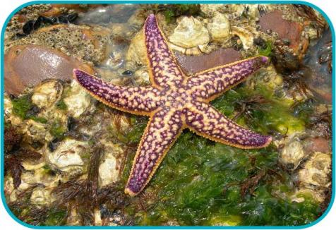 japaneseseastar 