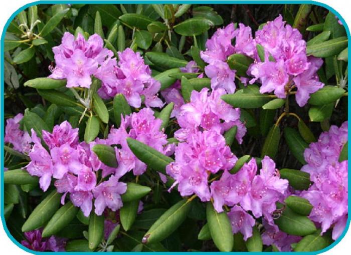 rhododendron ryan somme