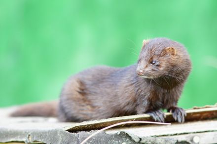 americanmink peter trimming geograph