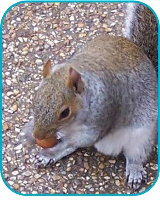 attack of the squirrels grey squirrel gbnnss