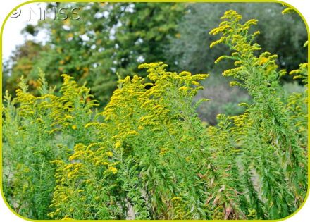 canadian goldenrod gbbnnss 1