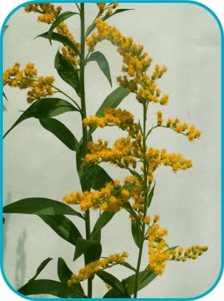 canadian goldenrod r pls group