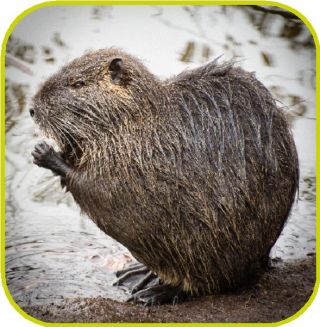 coypu 1