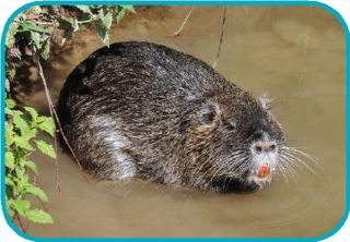 coypu quartl