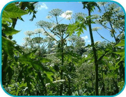 giant hogweed