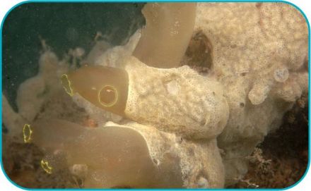 have you heard of carpet sea squirt carpetseasquirt ccw