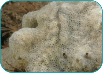 have you heard of carpet sea squirt carpetseasquirt2 ccw