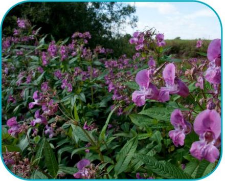 hunting down himalayan balsam himalayan balsam gbnnss 1