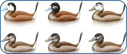 invasion of the genome ruddy duck hybrids m roldan