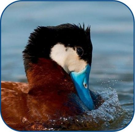 invasion of the genome ruddy duck juan poas