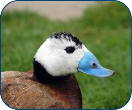 invasion of the genome white headed duck milo bostock