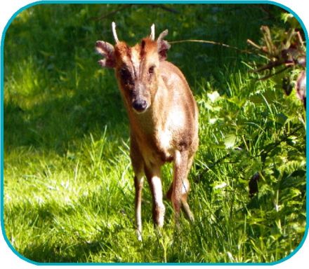 muntjac peter aka anemoneprojectors