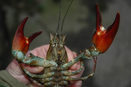 signalcrayfish trevor renals